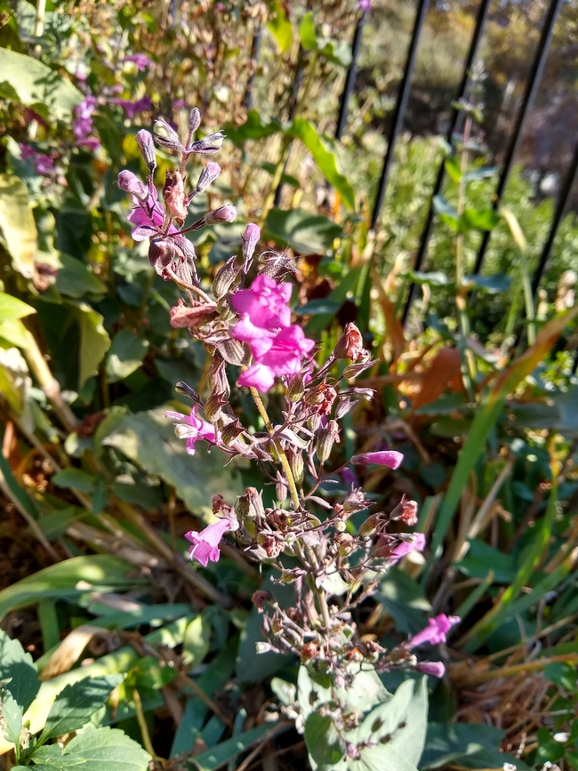 Lepechinia hastata(flower)