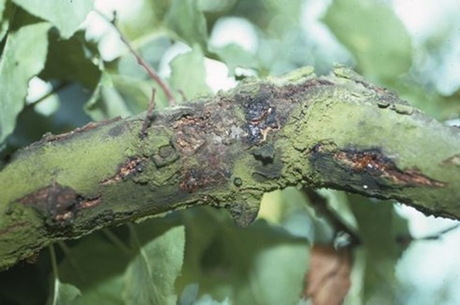 Eutypa cankers on apricot branch