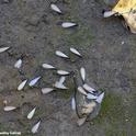 Subterranean termites having just emerged from the soil (photo by Kathy Keatley Garvey, University of California Agriculture and Natural Resources)