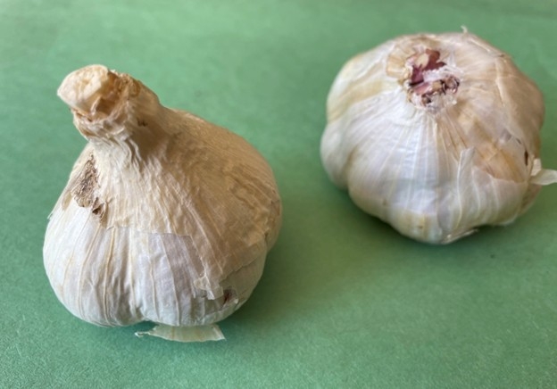 One hardneck and one softneck garlic