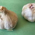 The bulb on the left is a Hardneck garlic. On the right is a Softneck with no central stem. Photo from Sheila Weston.