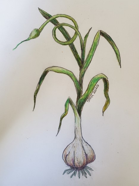 Drawing of garlic by Sara Hoyer