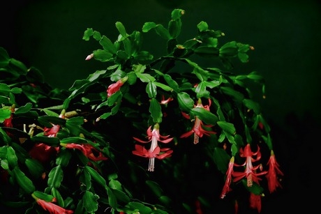 Photo of Schlumbergera species plant