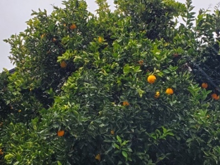 Healthy orange tree