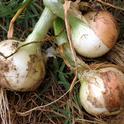 Tips for growing onion bulbs
