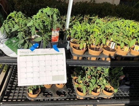 Photo of plants for sale