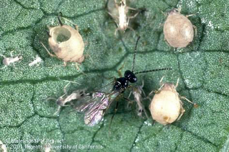Photo of paratisitic wasps and mummy aphids
