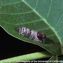 Adult moth on leaf