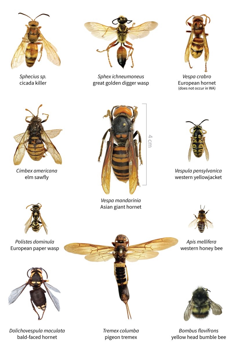 Hornets, Wasps & Bees Category - Edible Insects