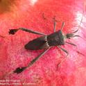 Adult leaffooted bug. [D. R. Haviland]