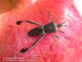 Adult leaffooted bug, Leptoglossus zonatus. [D. R. Haviland]