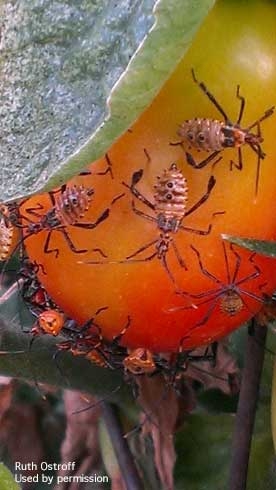 Nymphs of leaffooted bug, Leptoglossus sp., on tomato. [R.Ostroff]