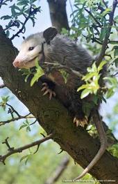 Opossum in a tree.
