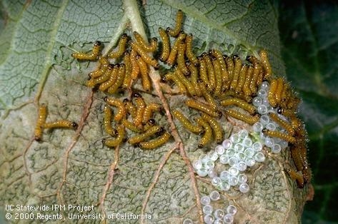 Infestation of young redhumped caterpillars. [Credit: Jack Kelly Clark]