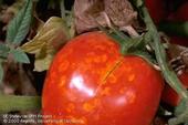 Stink bug damage on tomato.