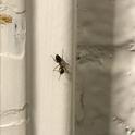 Carpenter ant on a wall.