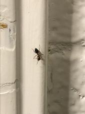 Carpenter ant on a wall.