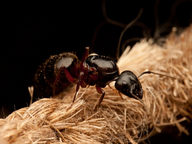 Carpenter ant. [Photo courtesy of pestworld.org]