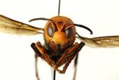 Asian giant hornet (Courtesy WA Dept of Ag)