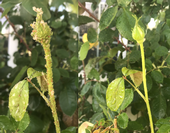 Before and after hosing aphids off with water. [Credit: K. Windbiel-Rojas]