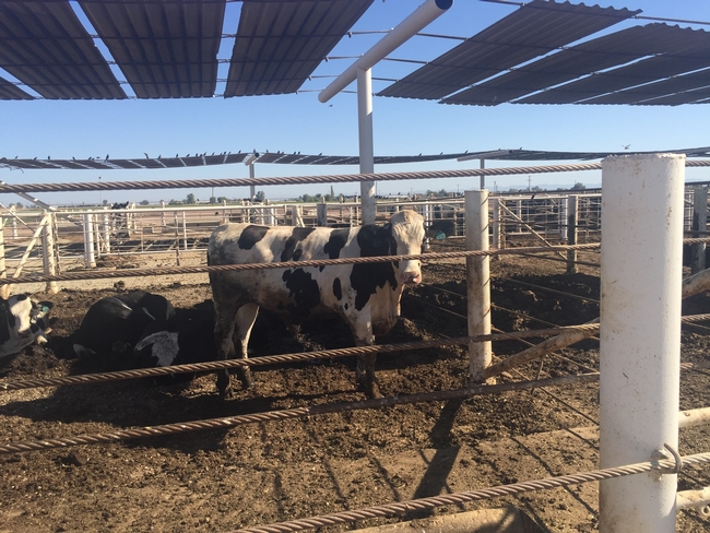 Desert Research and Extension Center Feedlot, Imperial California