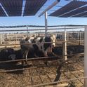 Desert Research and Extension Center Feedlot, Imperial California