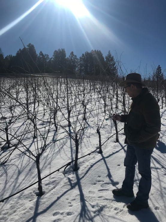Stuart in the Vineyard. Under several inches of snow lays another several inches of mulch.