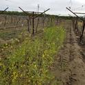 Vineyard with mustard cover crop in Shafter, California