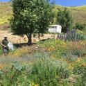 A blooming pollinator garden and research site at Jim Lloyd Butler's avocado ranch in Ventura County. Photo by Gordon Frankie.