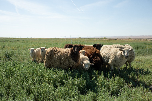Integrating sheep into his cropping system. Photo from https://fibershed.org/2019/09/04/california-cotton-fields-nathanael-siemens-on-a-10-acre-model-toward-regeneration/