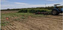 5 different cover crop mixes were terminated in Shafter on March 18, 2021 using a disc harrow. for Climate Smart Agriculture Blog