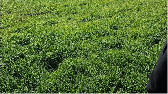 Figure 3: Cover crops in Solidarity farms just before termination.