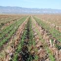 Cover crop growing in cotton and tomato residues.