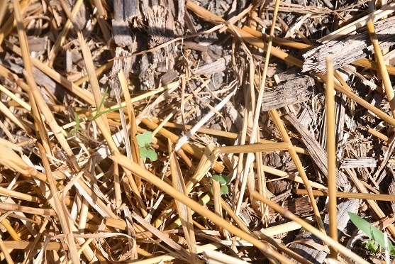 Emerging cover crop in no-till planted wheat field at Bottens Family Farm in Sherrard, IL, July 31, 2019
