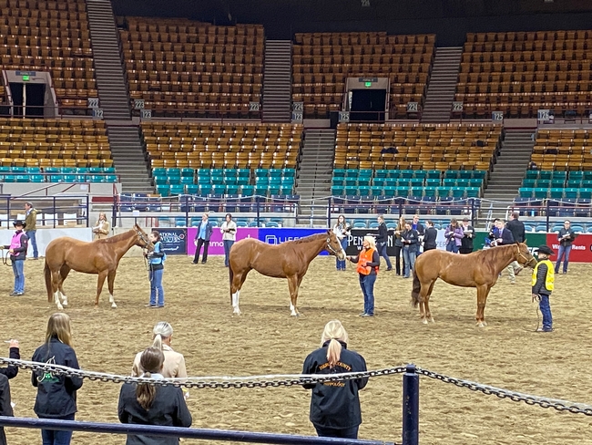 Horse Judging Contest at Western National Roundup