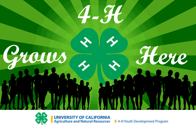 4-H Grows Here ad by Noah Ross, age 15