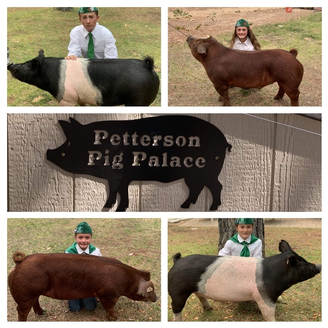 Petterson kids with their swine projects, American Pharoah, Kasper, Hamburger and Salsa