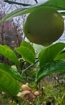 Green Meyer Lemon on a tree with blossoms.