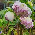 Hellebore, photo by P. Shaw, UCCE Master Gardener