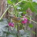 Nashville Warbler on Tree Mallow photo by J. Greany, UCCE Master Gardener