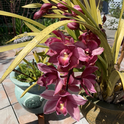 Cymbidium Orchid