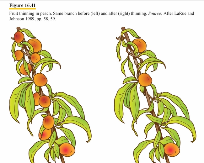 Source Master Gardener Handbook Fruit thinning 16.41