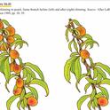 California  Master Gardener Handbook Fruit Thinning 16.41