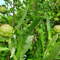 Artichokes