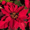 Red Poinsettia