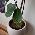 A unhappy Ficus lyrata