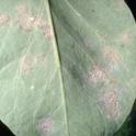 Sugar pea foliage damaged by powdery mildew Erysiphe polygoni A Charles Crabb UCIPM
