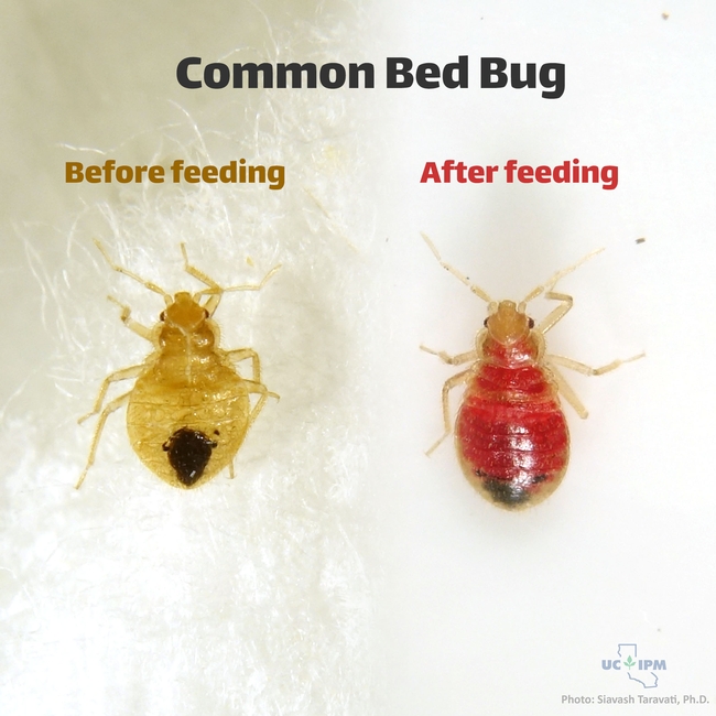 A bed bug nymph before and after feeding blood.