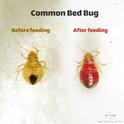 A bed bug nymph before and after feeding blood. Photo by Siavash Taravati.