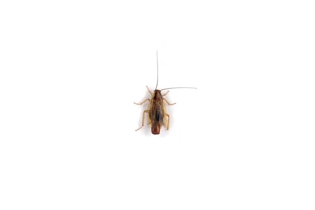 A female German cockroach carrying an egg case.